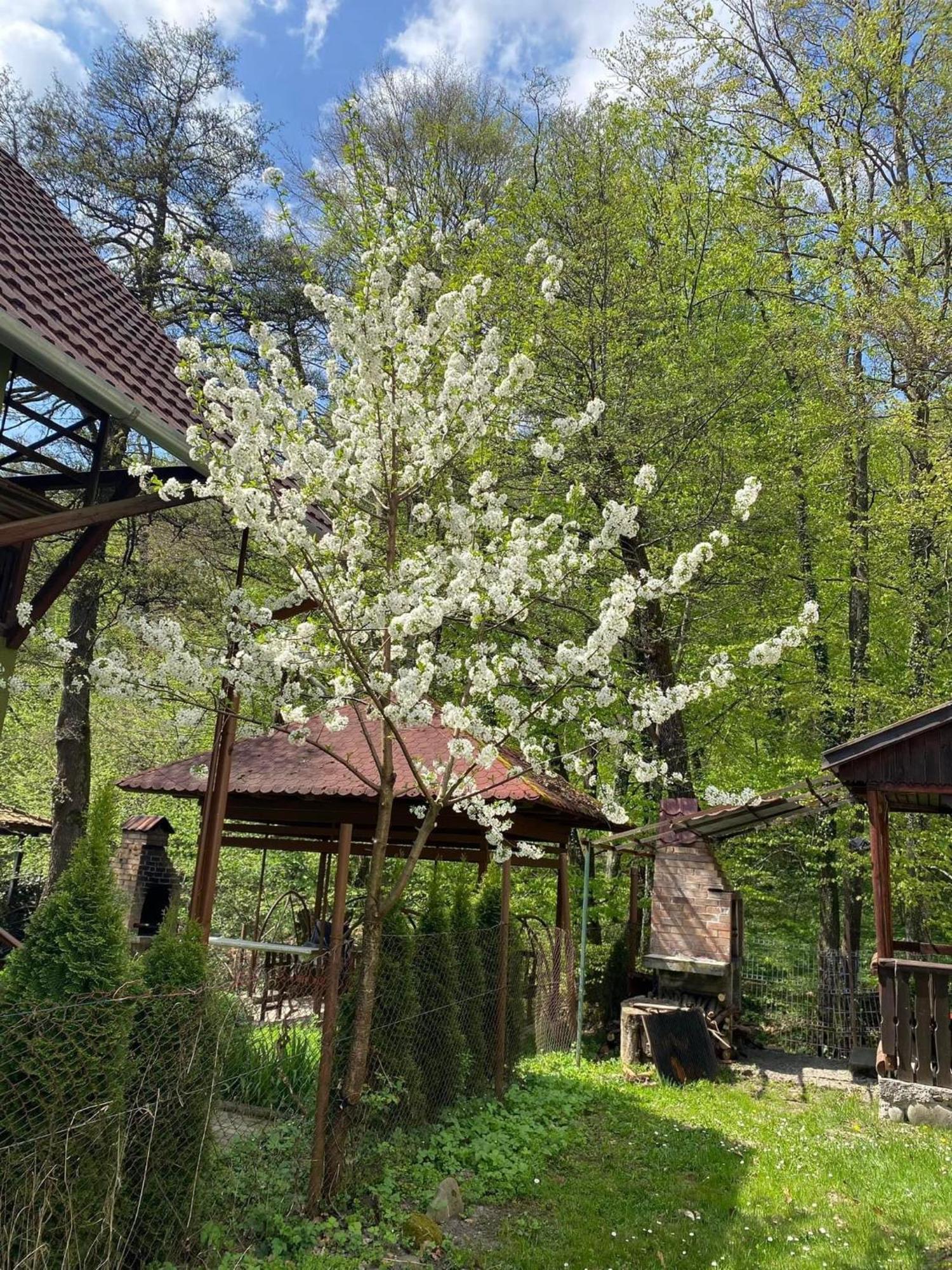 Casa Micul Arin Villa Szováta Kültér fotó